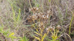 Brickellia eupatorioides corymbulosa