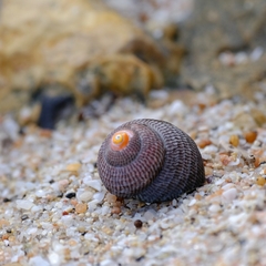 Chlorodiloma adelaidae