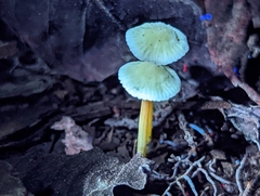 Mycena crocea