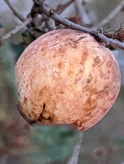 Andricus quercuscalifornicus