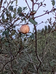 Andricus quercuscalifornicus