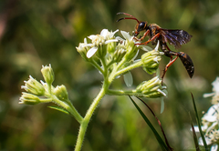 Isodontia exornata