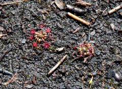Drosera pygmaea
