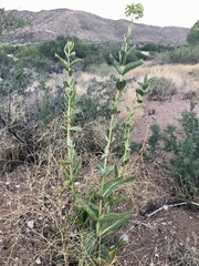 Asclepias erosa