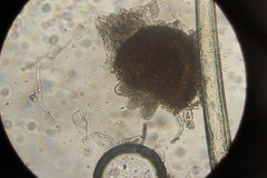 Golovinomyces cynoglossi
