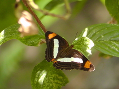 Adelpha basiloides
