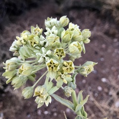 Asclepias erosa