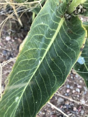 Asclepias erosa