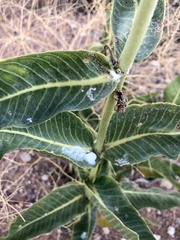Asclepias erosa