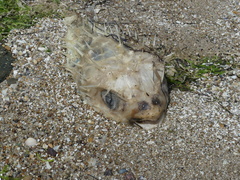 Dicotylichthys punctulatus