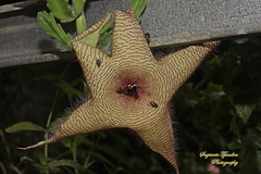 Stapelia gigantea gigantea