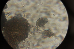 Golovinomyces cynoglossi