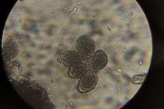 Golovinomyces cynoglossi