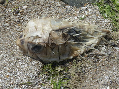 Dicotylichthys punctulatus