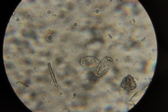 Golovinomyces cynoglossi