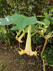 Brugmansia