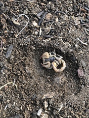 Paruroctonus silvestrii