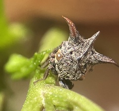 Acanthuchus trispinifer