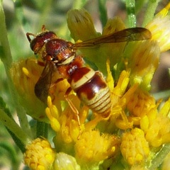 Euodynerus pratensis