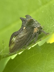 Acanthuchus trispinifer