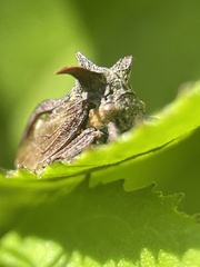 Acanthuchus trispinifer