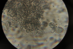 Erysiphe knautiae