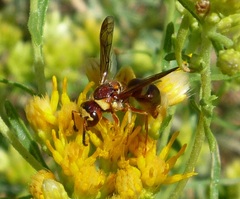 Euodynerus pratensis