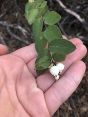 Symphoricarpos