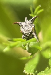 Acanthuchus trispinifer