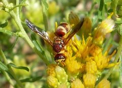 Euodynerus pratensis