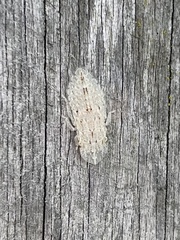 Ledromorpha planirostris