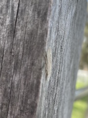 Ledromorpha planirostris