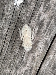 Ledromorpha planirostris
