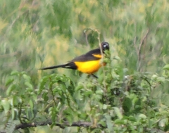 Icterus wagleri