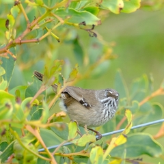 Sericornis maculatus