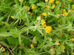 Anthyllis circinnata