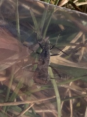 Hemiptera