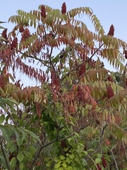 Rhus