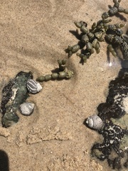 Austrocochlea porcata