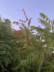 Rhus