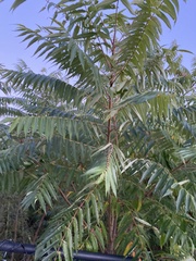Rhus