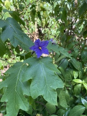 Solanum wrightii