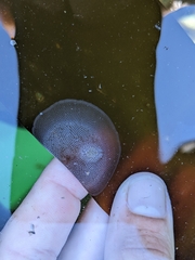 Corambe pacifica