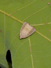 Bagisara rectifascia