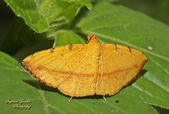 Lepidoptera