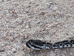 Crotalus oreganus helleri