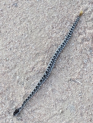 Crotalus oreganus helleri