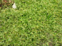 Anthyllis circinnata