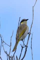 Gavicalis virescens