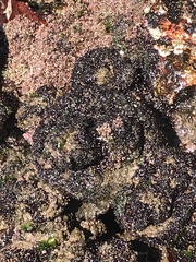 Pyura praeputialis